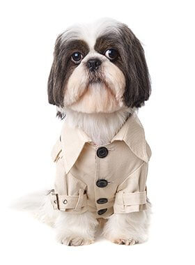 Dog wearing classic cream trenchcoat