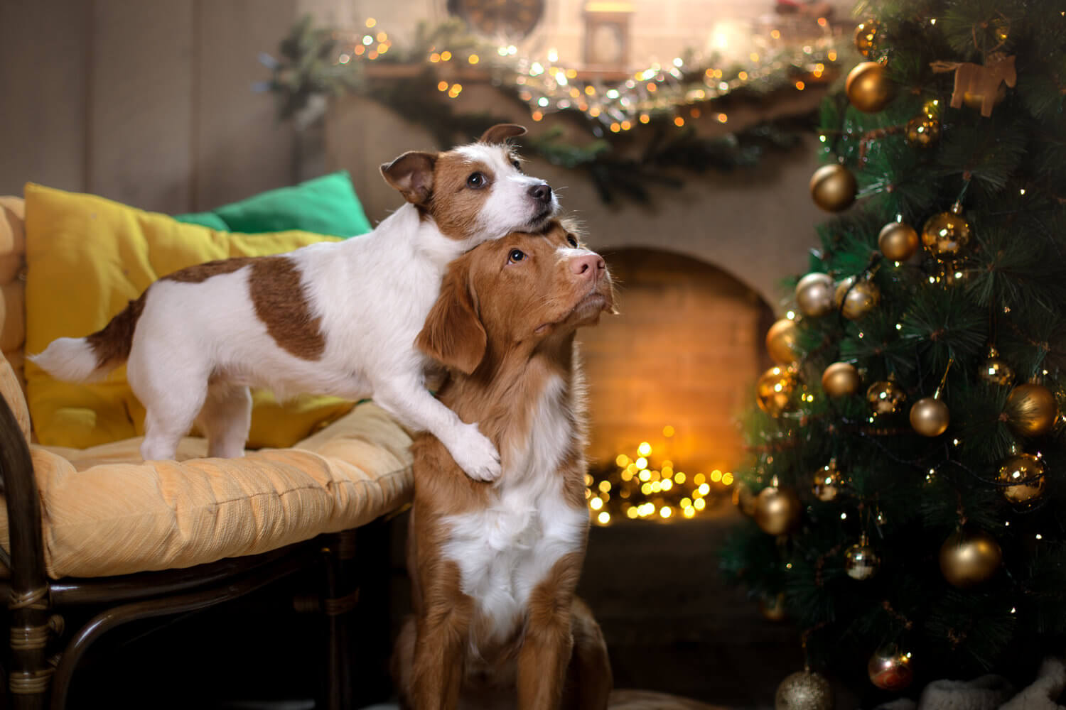 Dog Jack Russell Terrier and a Nova Scotia Duck Tolling Retriever by the fireplace with a Christmas tree