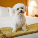 Travelling with dogs: Christmas at a pet-friendly hotel