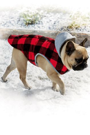 Dog wearing checked lumberjack jacket