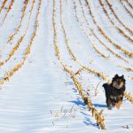7 winter hazards: is your dog protected?