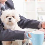 Chaos in the cubicles, or a calm company: does a pets at work policy work?