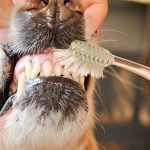 Dental care for dogs: keeping Gnasher's gnashers in great shape