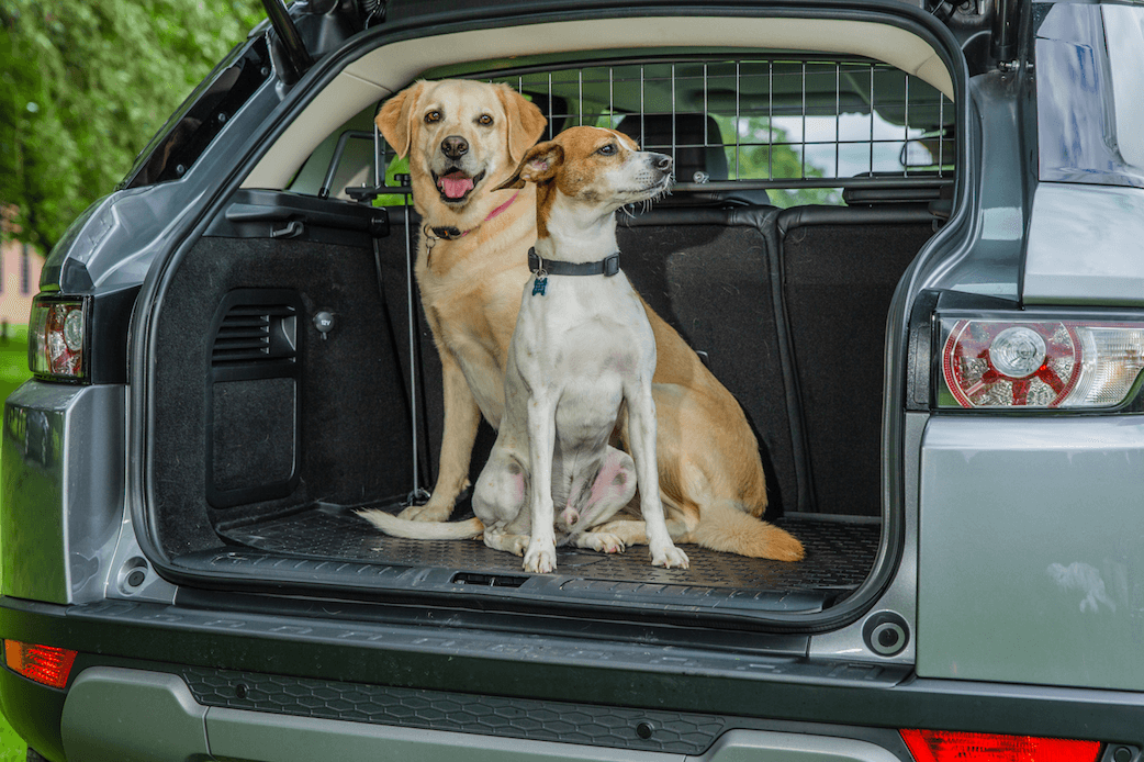 Dogs with Travall Guard