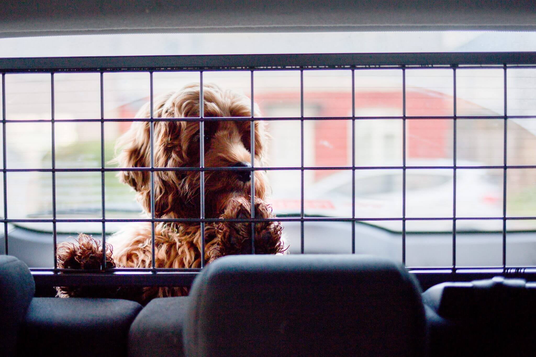 dog guard for Ford Focus