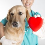 CPR for dogs: how to save a life