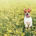 Dog hay fever: what you need to know to help your pet