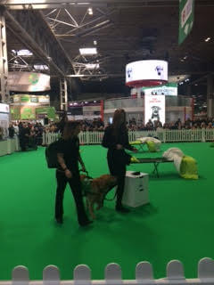 Assistance dogs for autism at Crufts