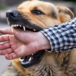 Dog bite prevention: 3 steps to avoid being bitten by a dog