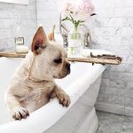 Dog grooming: tips to make spring cleaning your dog easier
