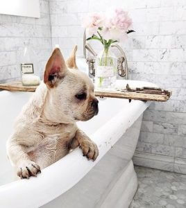 Dog grooming, Spring cleaning your dog, dog sitting in white bath