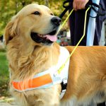 To pet or not to pet assistance dogs: that is the question