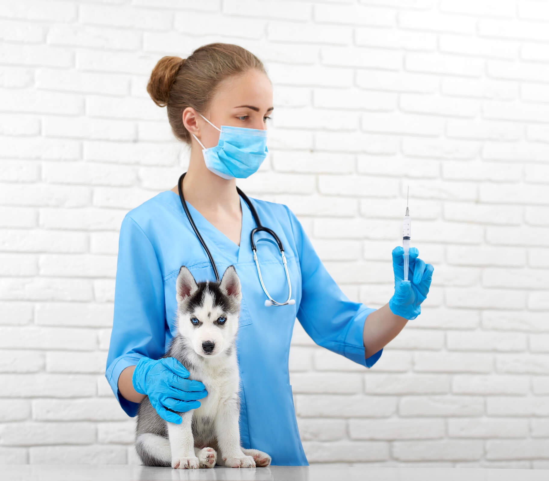 puppy-vaccinations-when-and-how-to-vaccinate-your-dog