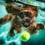 Dogs swimming: how to help your dog learn to swim