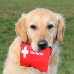 Dog first-aid kit essentials: are you prepared?