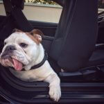 Dog car sickness: 5 tips to help Fido enjoy the journey