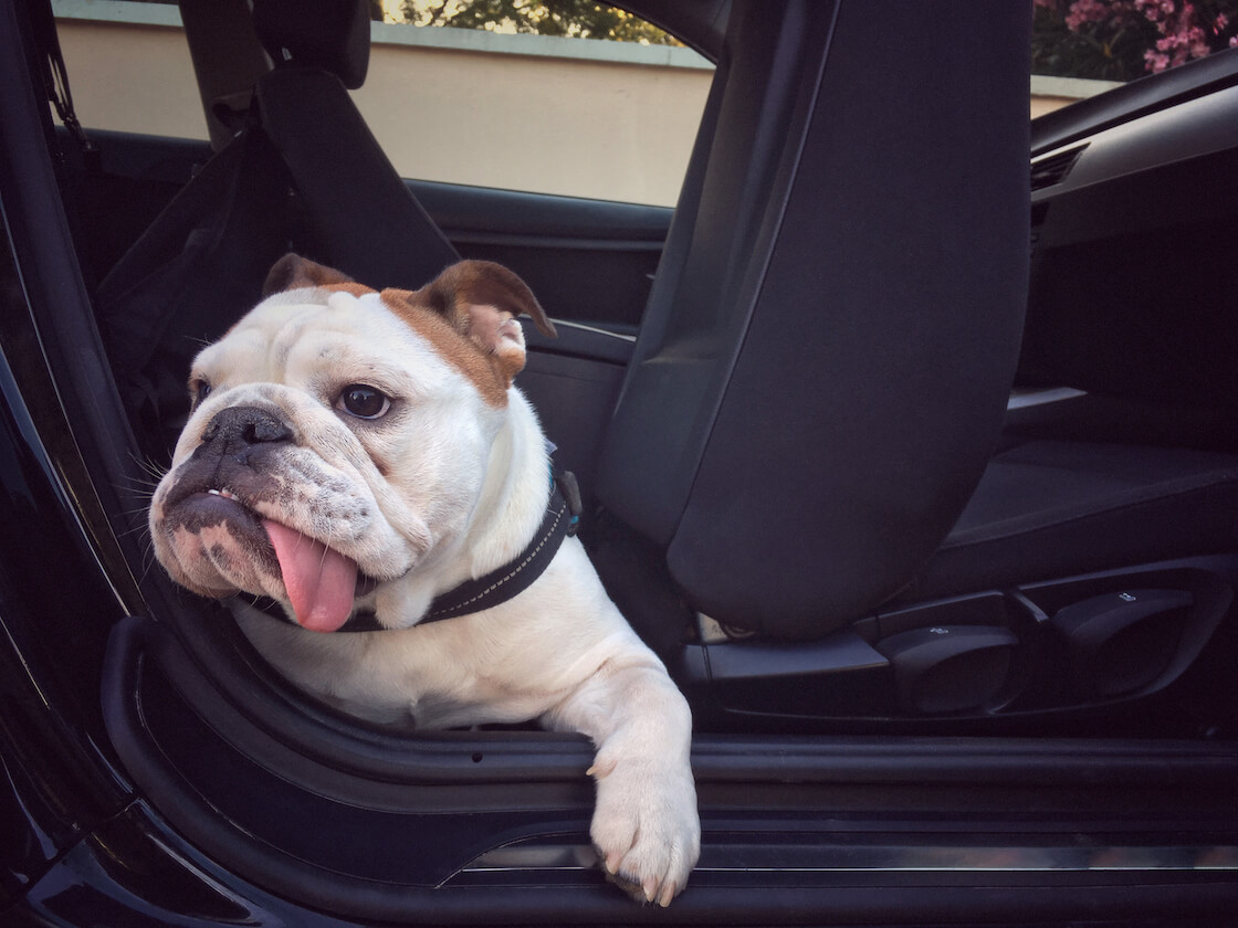 Bulldog feeling sick in the car.