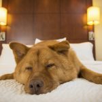 Summer holidays with your dog: tips for staying at dog-friendly hotels
