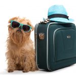 Dog travel: what to pack when travelling with dogs