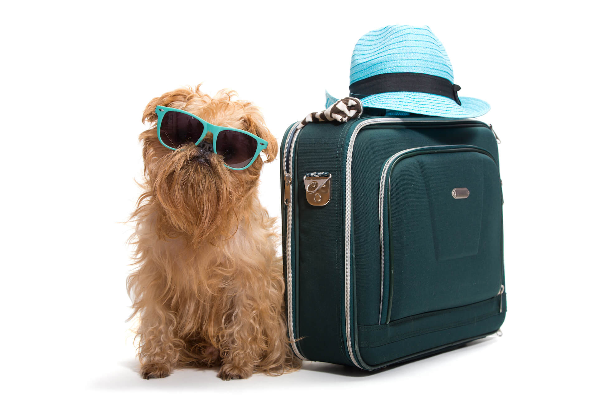 Dog travel what to pack when travelling with dogs in the