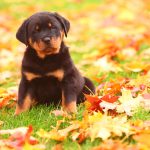 Dog travel accessories to enjoy those autumn adventures