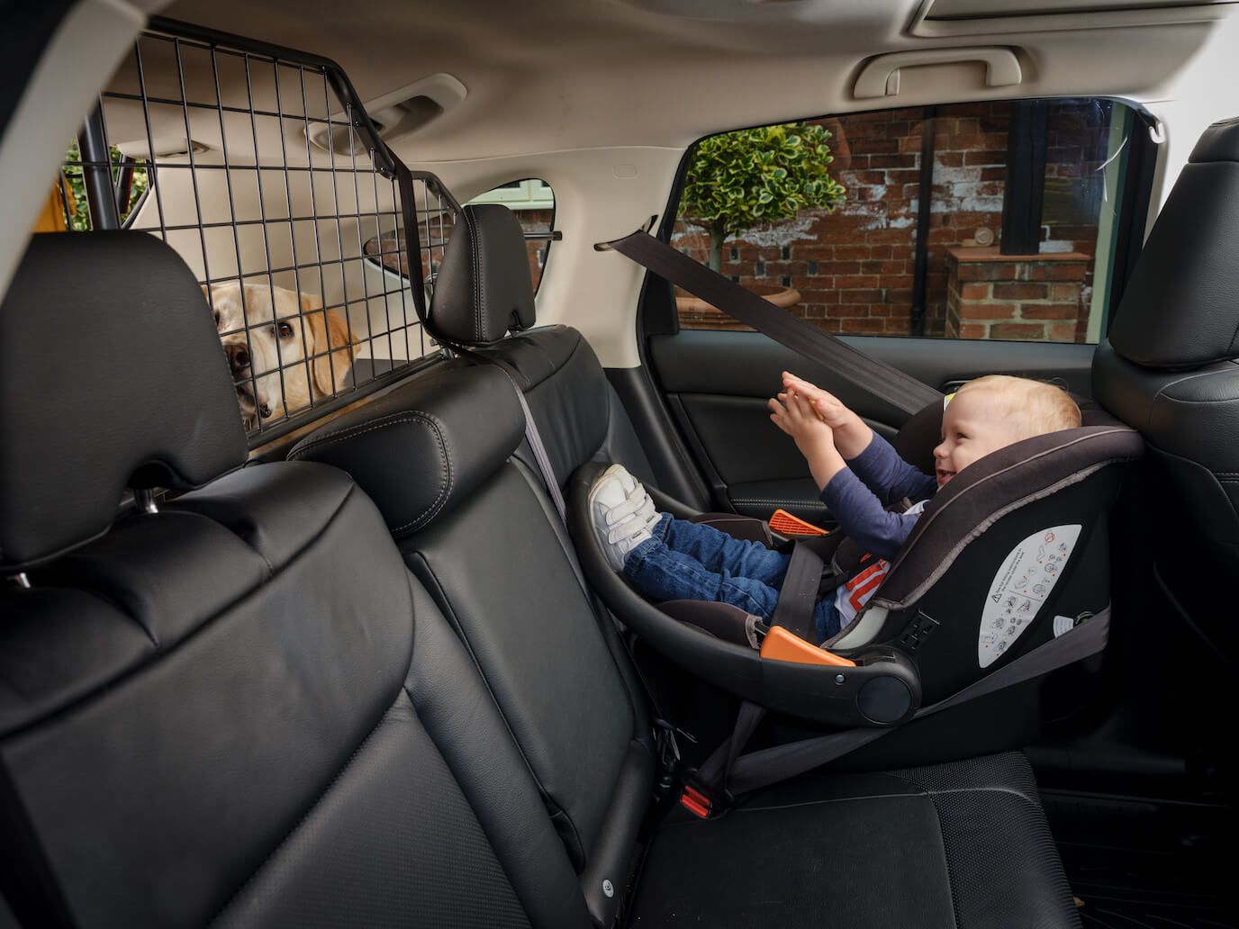 Baby and Travall Guard and dog, driving with dogs