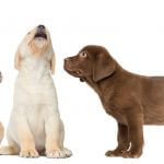New to dog ownership?: Part 1, 7 best dog breeds for first timers