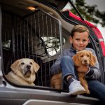 Driving with dogs? Travall's low-cost solution to avoiding a £5,000 fine