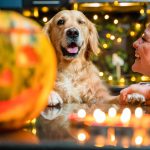 A pet-friendly (not petrifying) Halloween with your dog