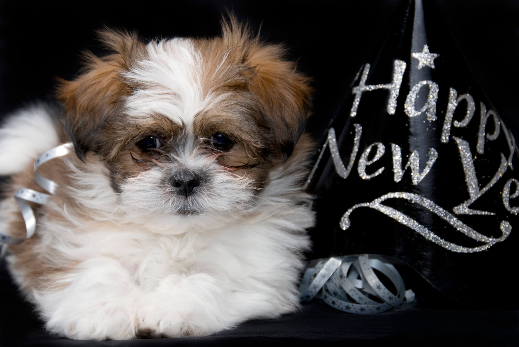 8 New Year's resolutions for you and your dog in 2019