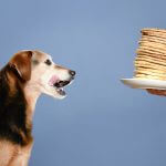 Pancake day treats for your four-legged friend