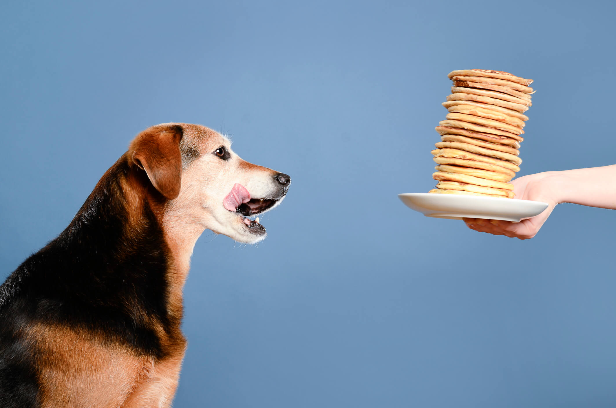 Dog friendly pancake day treats for your fourlegged friend
