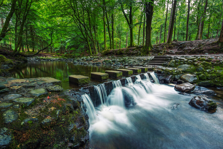 International day of forests: 4 must-see UK forests you won't want to miss