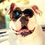 Sun protection for dogs: 5 steps you can take to shield your dog