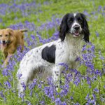 Seasonal allergies in dogs: signs to look for and how to help your dog