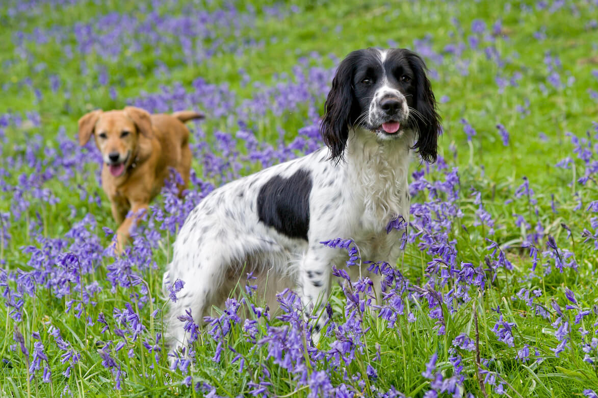 Seasonal allergies in dogs: signs to look for and how to help your dog