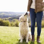 Stuck in a dog walking rut? 7 ways to make walking your dog fun again