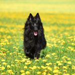 7 Places to Take Your Dog This Spring
