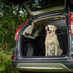 Tired of mud and paw prints? 3 easy ways to dog proof your car