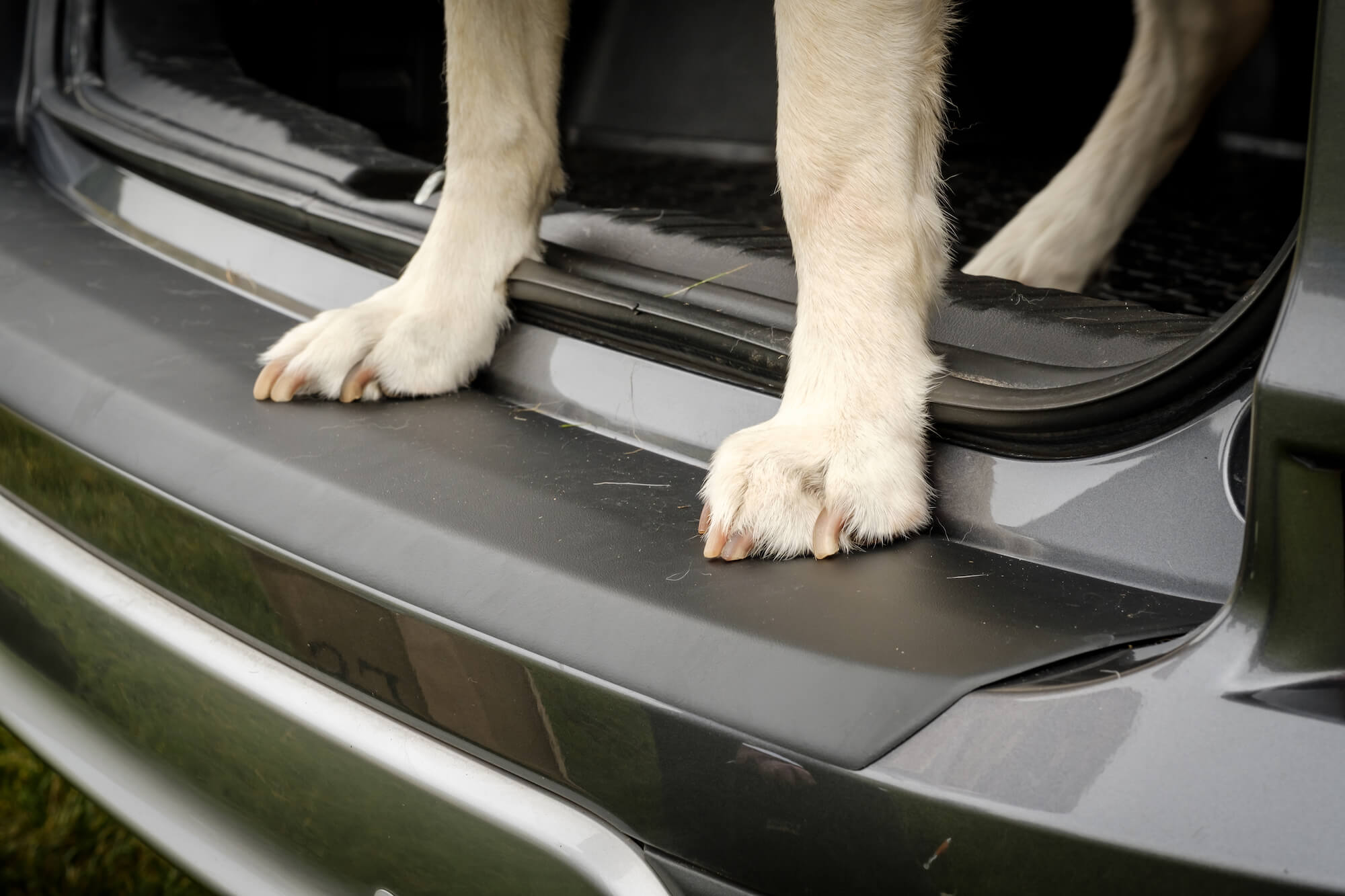 dog proof your car