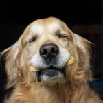 A dog biscuit recipe for your good dog to get tails wagging