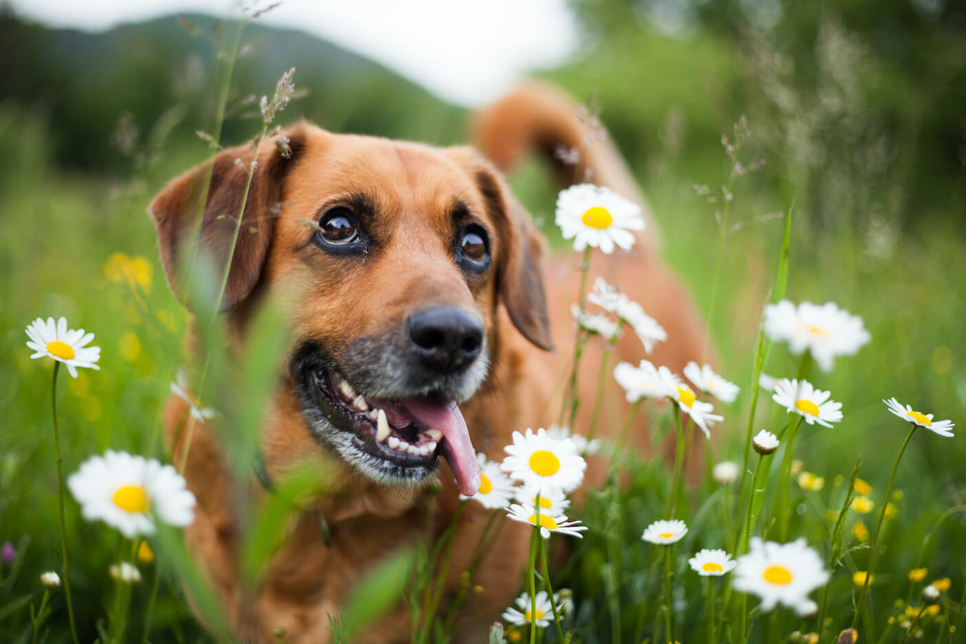 Why does my dog smell bad? 6 reasons he may be less than daisy fresh