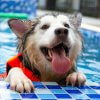 6 practical tips for teaching your dog to swim this summer