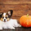 A taste of autumn: pumpkin spice latte recipe for dogs