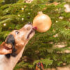 3 must-avoid hazards for dogs at Christmas
