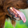 Why dogs drool and how to manage excessive drooling