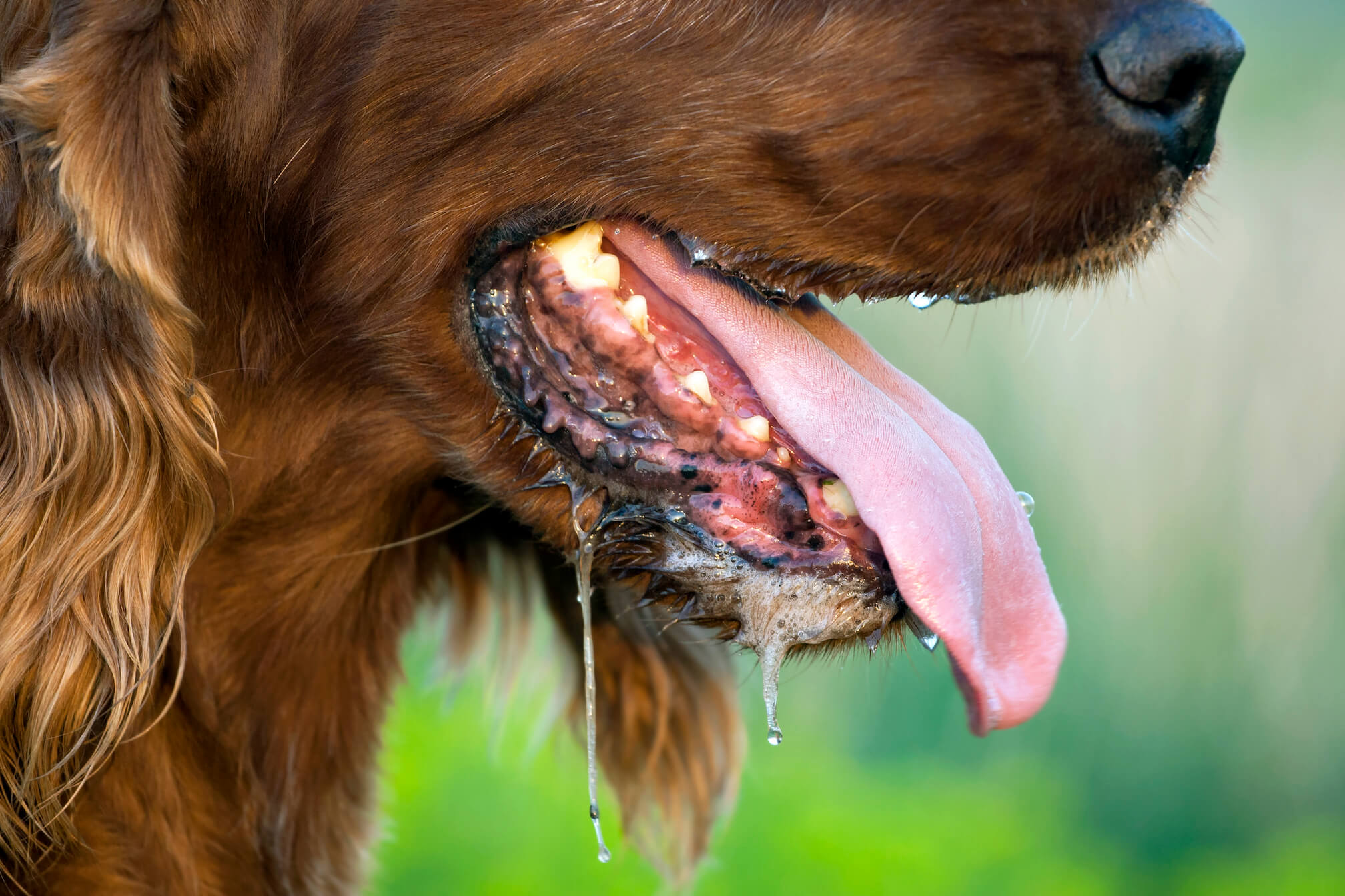 Why dogs drool and how to manage excessive drooling