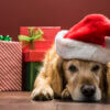 Christmas gift ideas for dog keepers who love the great outdoors