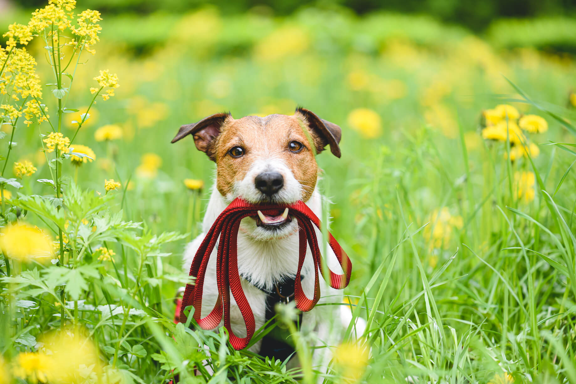 Spring Cleaning How Often To Clean A Dog s Equipment spring-cleaning-how-often-to-clean-a-dog-s-equipment