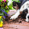 5 garden hazards for dogs to avoid this summer